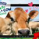 Graphic of cow on Zoom meeting screen